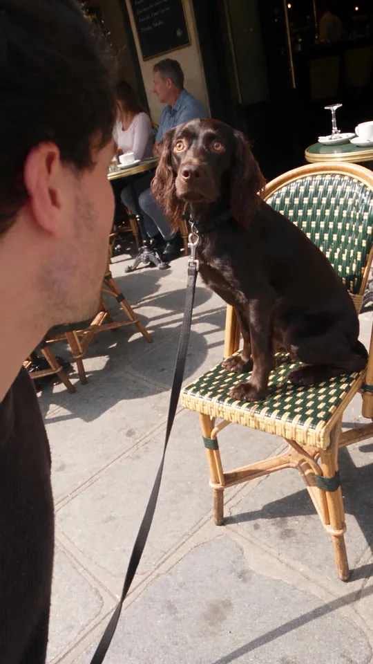 Ein schwarzer Hund sitzt auf einem Bistrostuhl und starrt mit weit aufgerissenen Augen in die Kamera