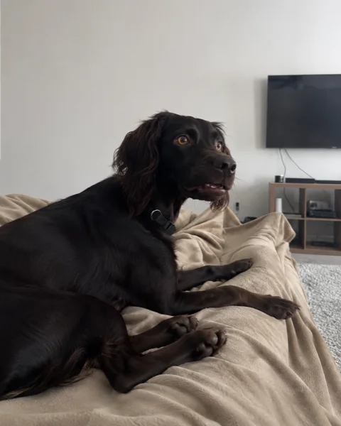 Schwarzer Hund mit weit aufgerissenen Augen auf einer Wohnzimmerdecke
